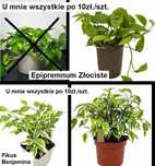 Wszystkie kwiatki doniczkowe po 10zł./szt. - prywatne z parapetu.
