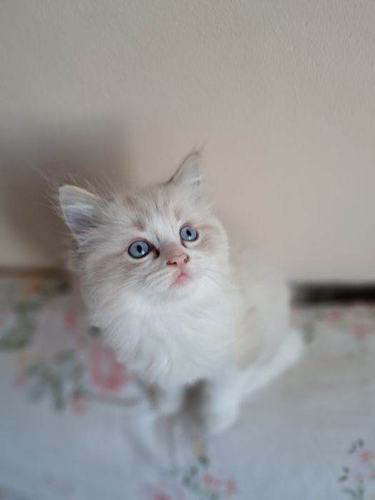 Biały słodziak kocurek Ragdoll