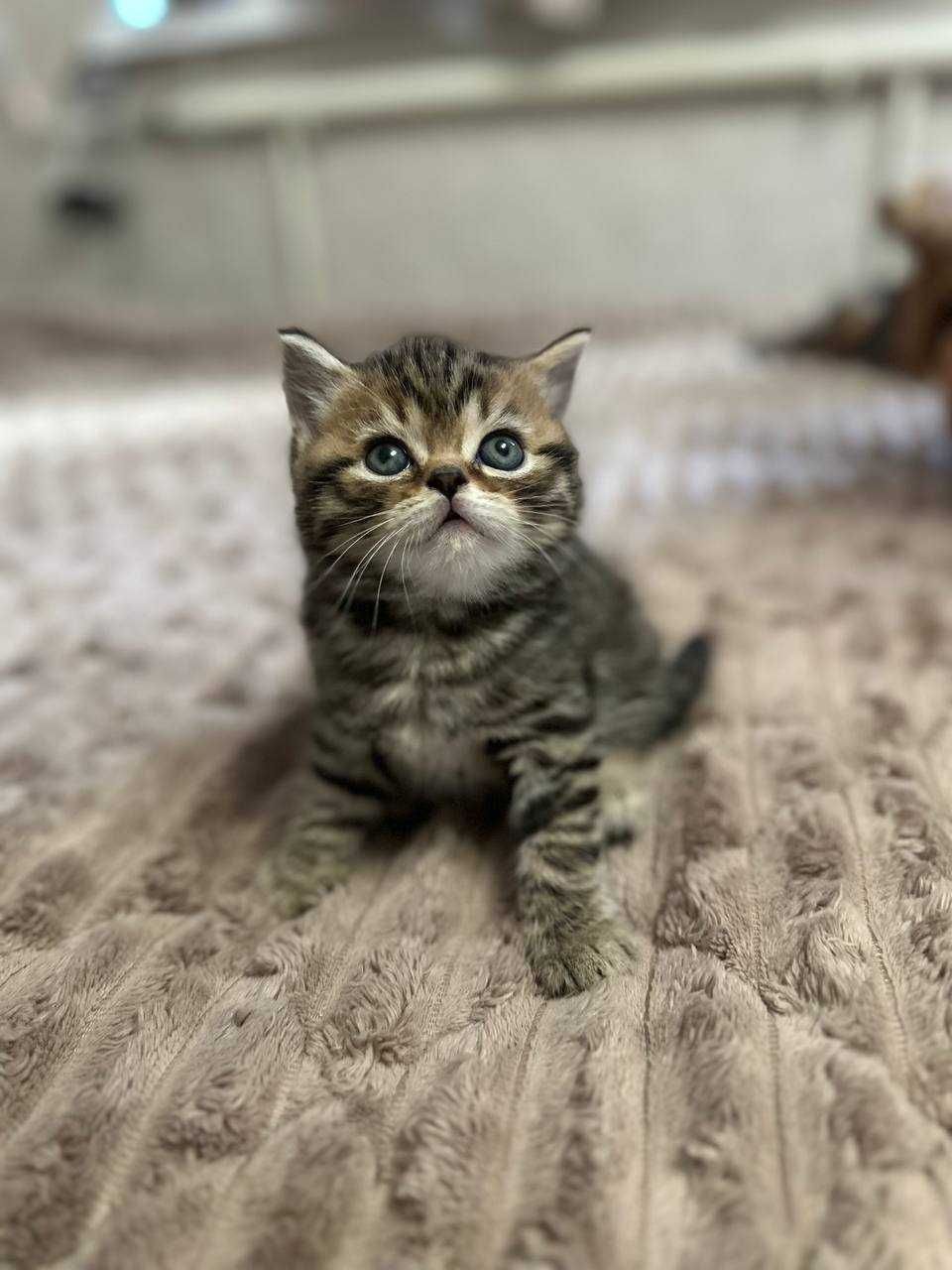 Шотландський котик