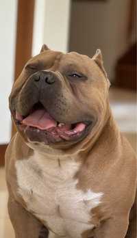 American bully pies