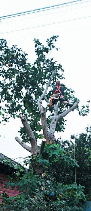 Спил дерев. Не дорого, якісно та швидко