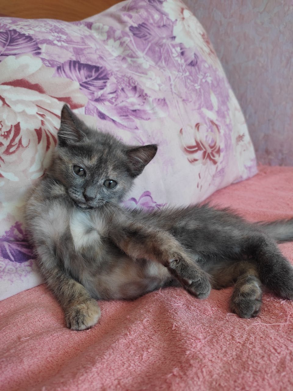 Необычный окрас бесплатно котенок