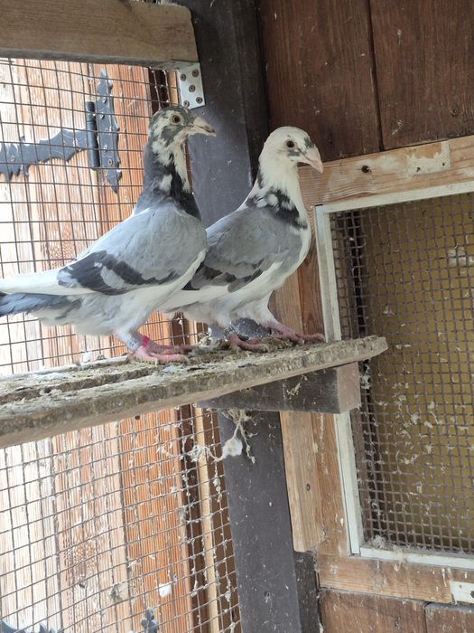 Gołebie Staropolskie