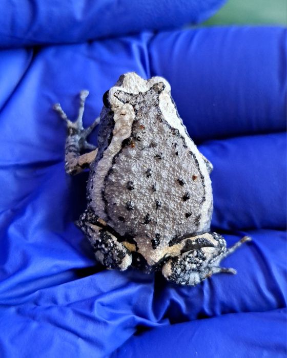 Termitówka indyjska/ polska hodowla/ żaba egzotyczna