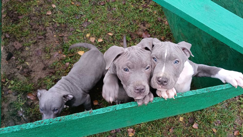Amstaff błękitny blue samiec gotowy do odbioru