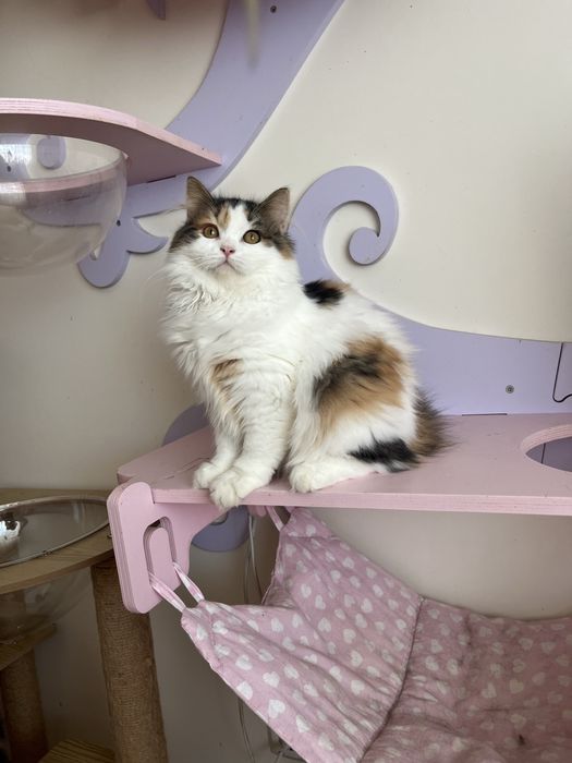 Fêmea Haigland straight/