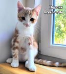 Кошеня хлопчик, приблизно 4місяці