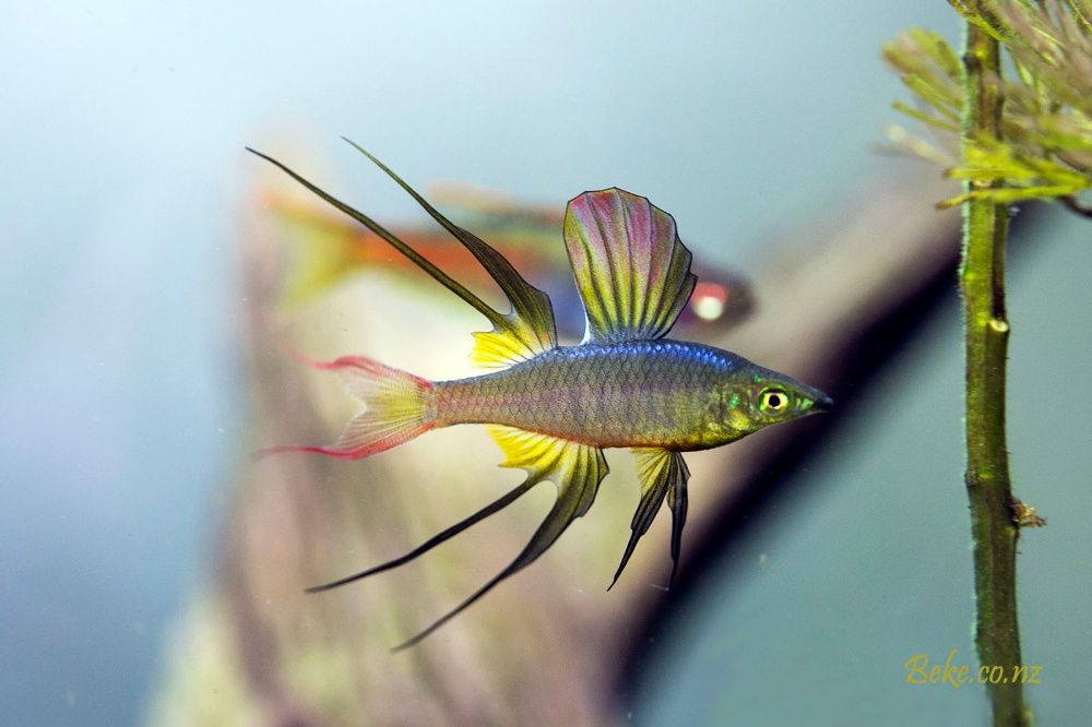 GB Tęczanka filigranowa, tęczanka Wernera (Iriatherina werneri)