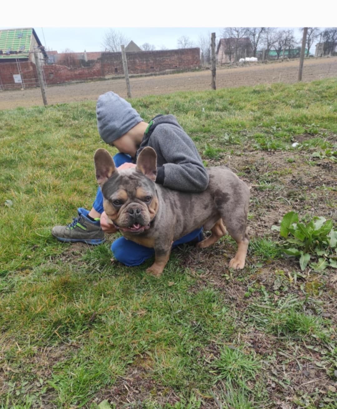 Buldog francuski usługa krycia