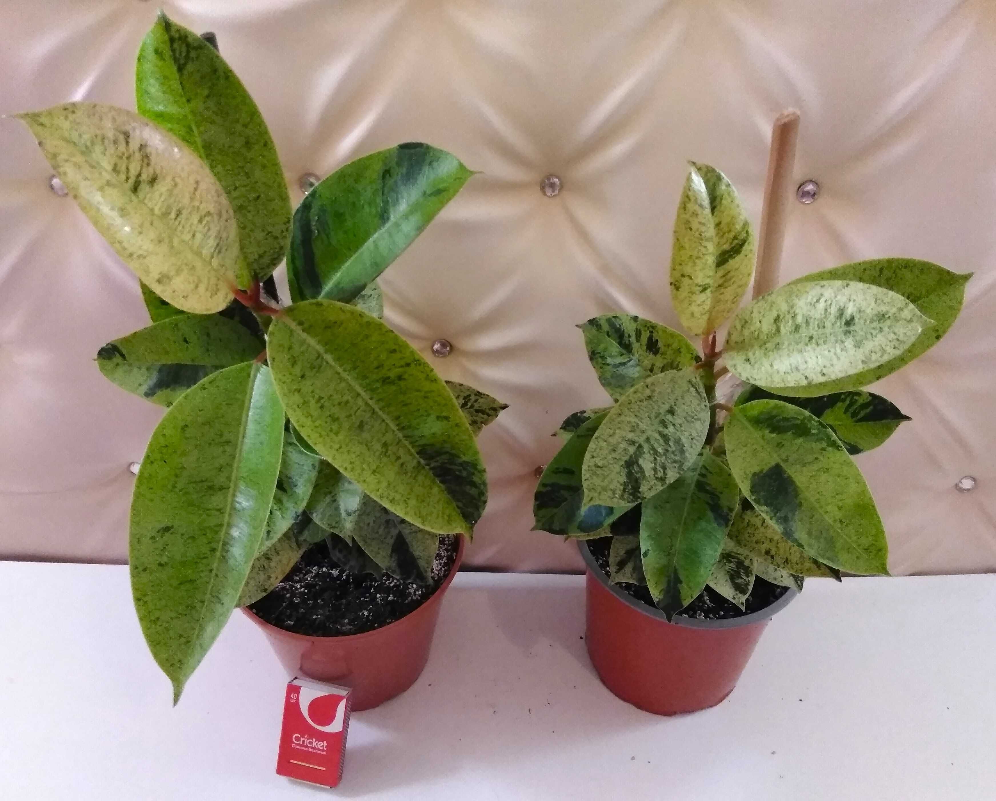 фикус Elastica Shriveriana Moonshine