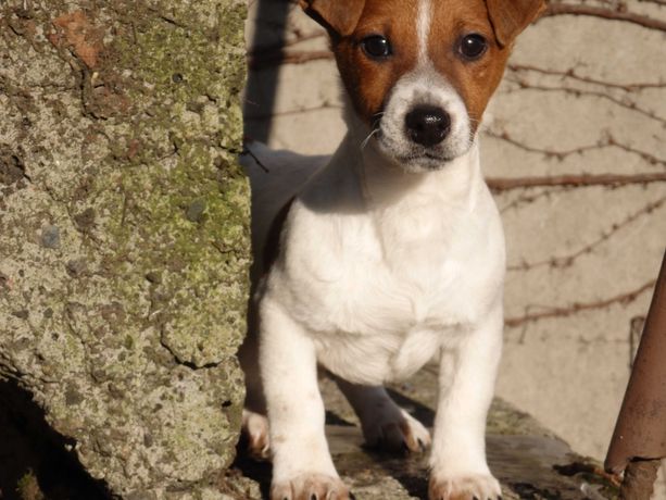 Jack Russell Terrier piękny ZDROWY piesek DIGGER rodzice ZKwP/ FCI
