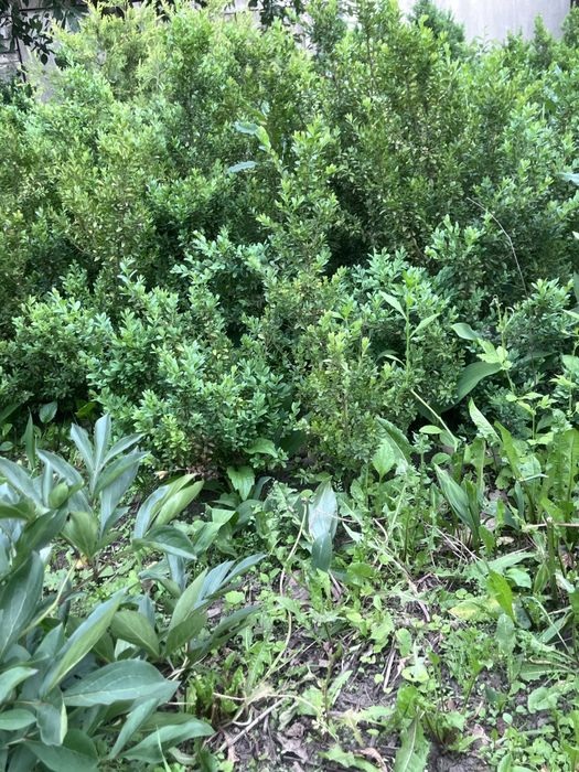 Самшит разные размеры