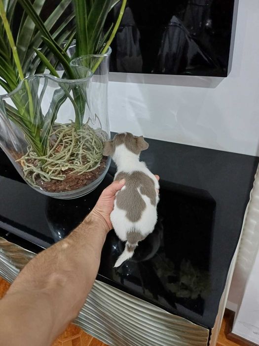 MARAVILHOSA Chihuahua  HIperminiatura FEMEA BRANCA e LILAC