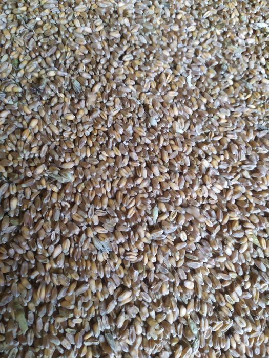 Pszenica Depot oraz Lawina po centrali Banatus drugi rok