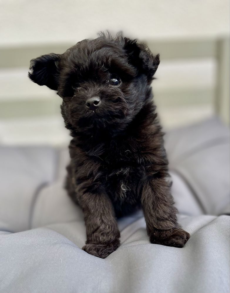 Pomapoo /chłopczyk/ hybryda szpic miniaturowy/ pudel toy