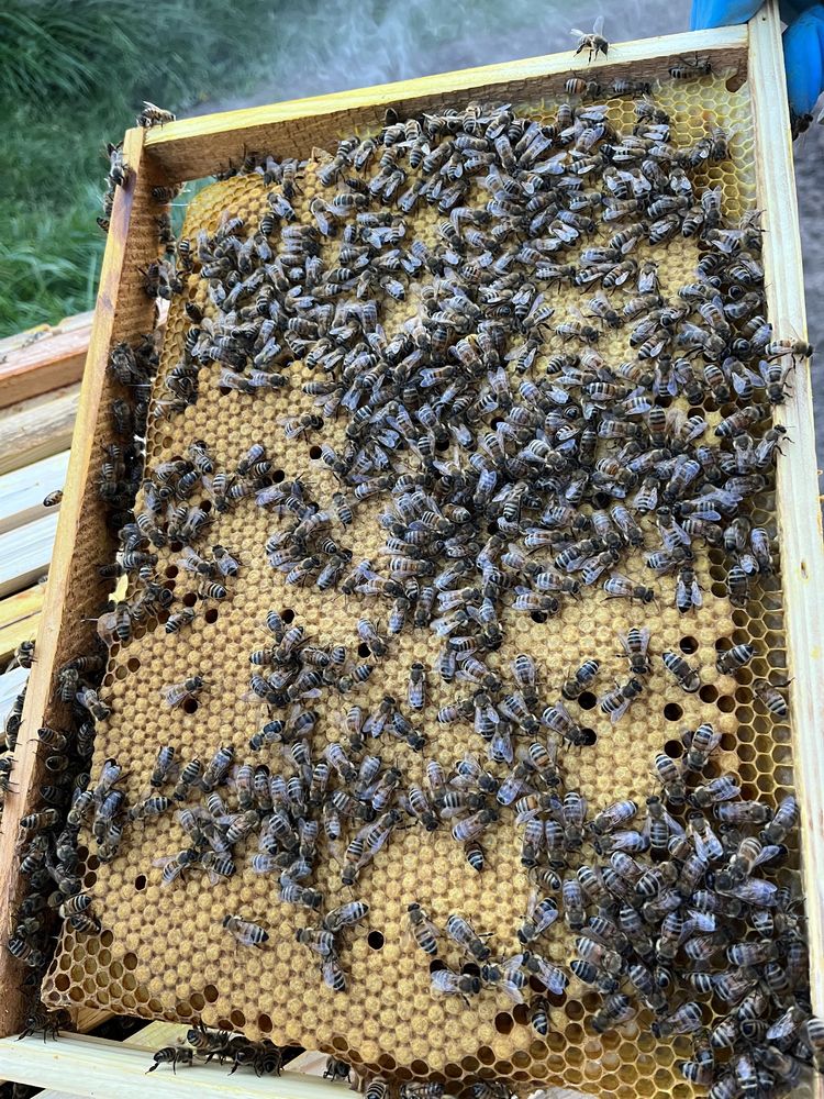 Pszczoły, Rodziny pszczele, odkłady pszczele- transport