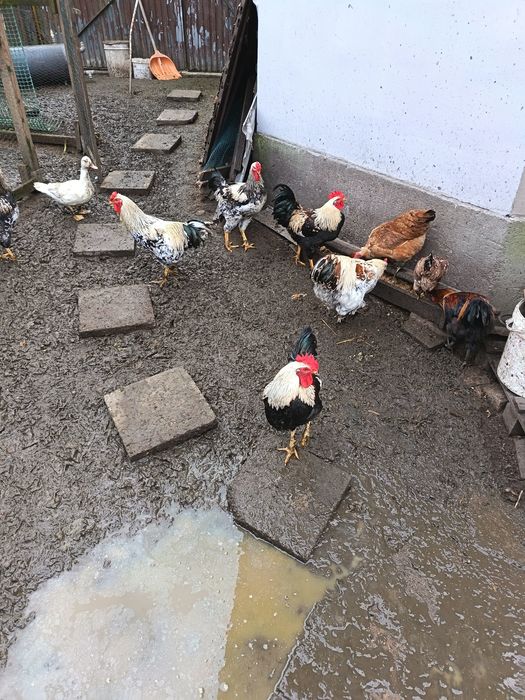 Sprzedam młode koguty