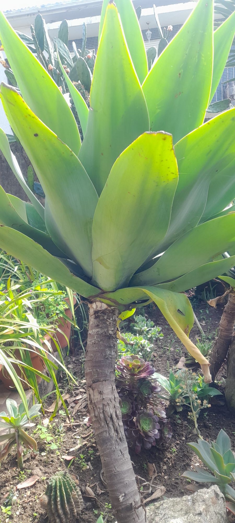 Planta Agave-Dragão