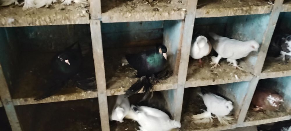 Gołębie winery fajfry motyle warszawskie