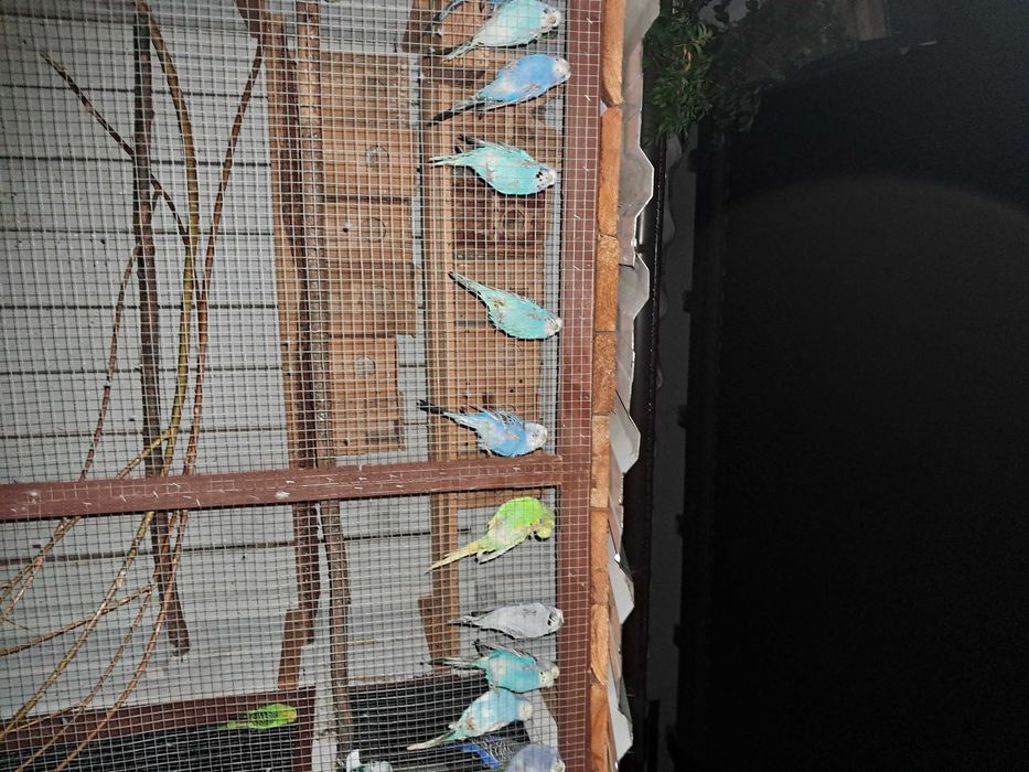 Papugi faliste z tego roku i starsze