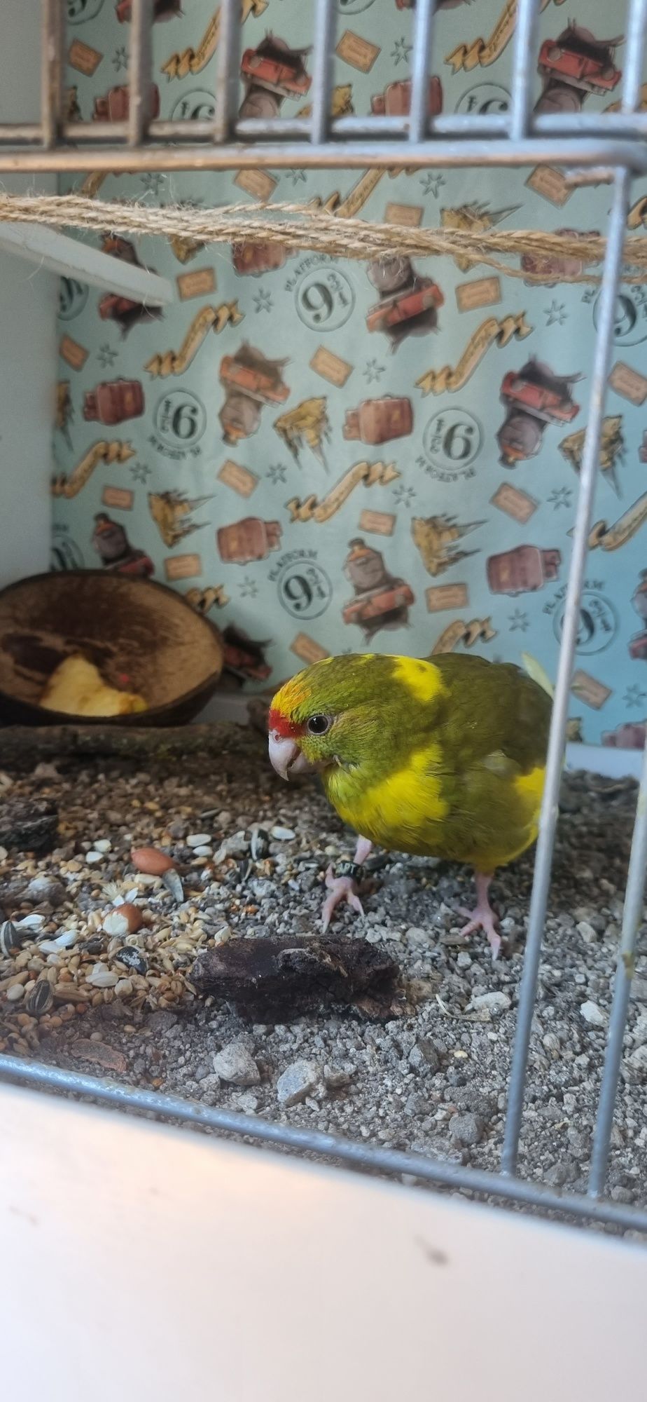 Troco por Caturra Fêmea
