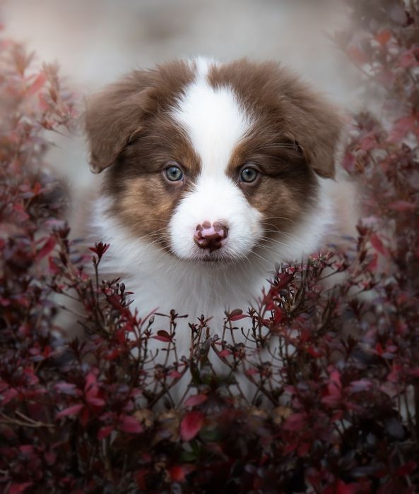 Owczarek australijski (typ amerykański) - Piesek Red Tricolor