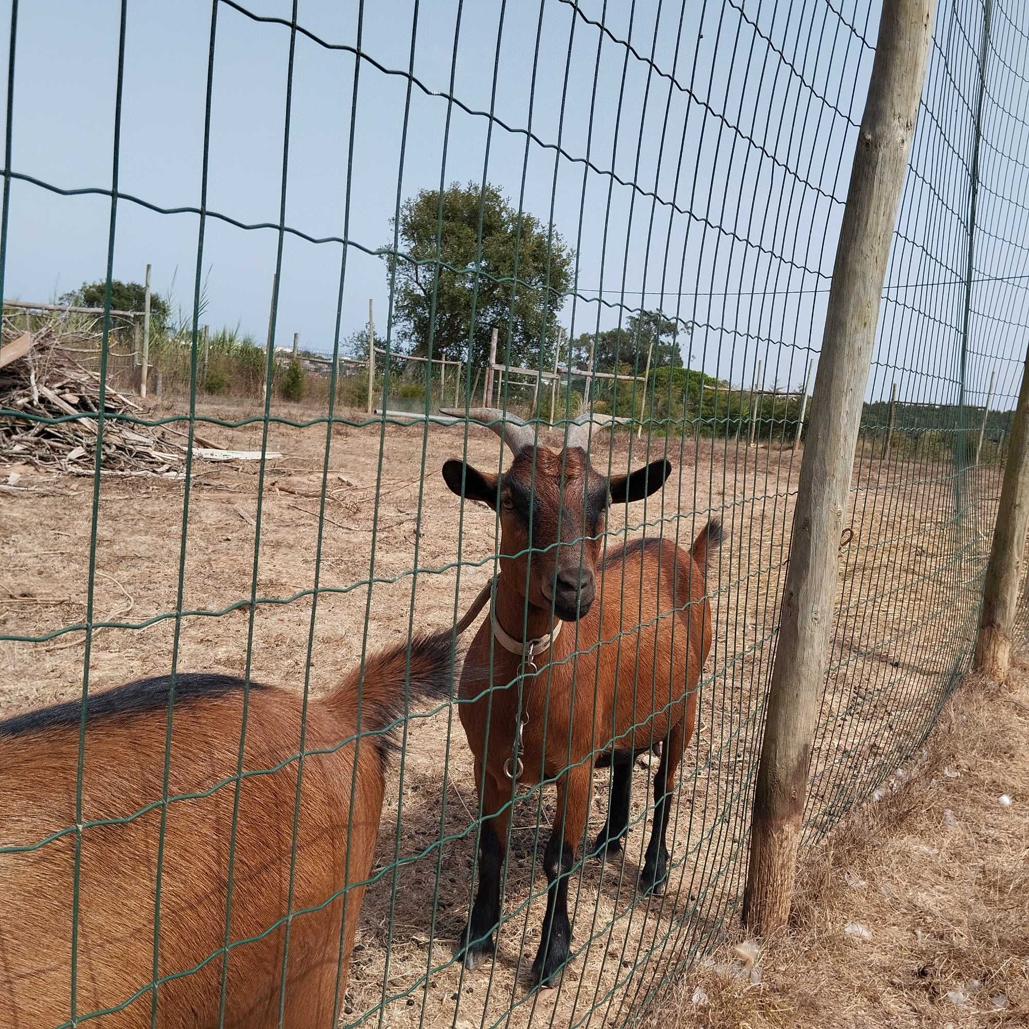 Cabras anas tipo Montez