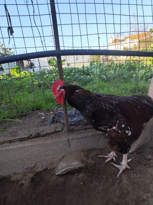 Ovos de tricolor férteis
