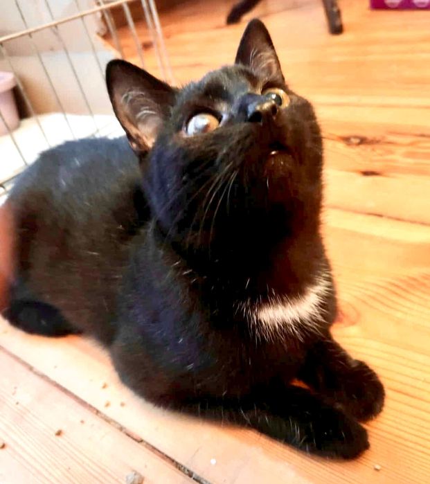 Cudowny Nikoś błaga o dom ...