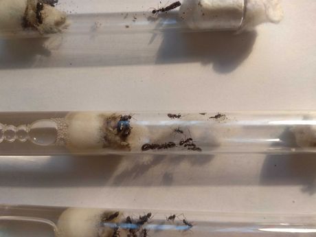 Продам колонии муравьев вида Formica picea, формика пицея