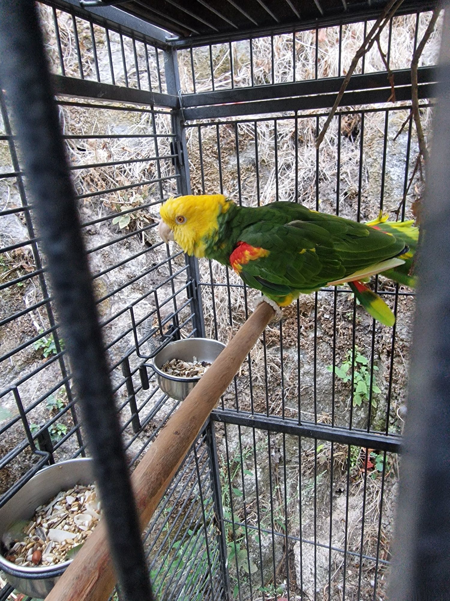 Papagaio amazona oratrix