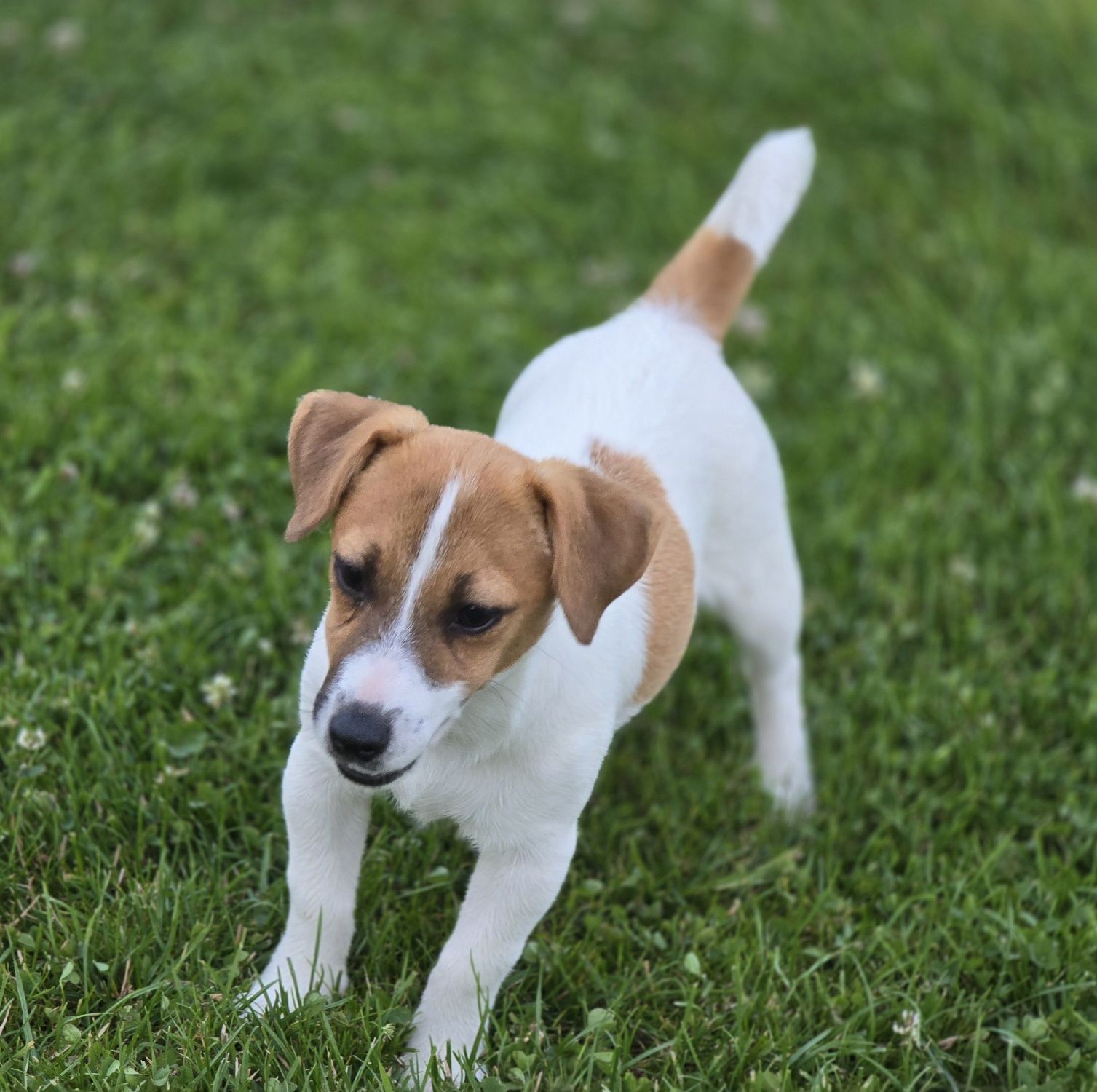 Jack Russell Terierr sunia