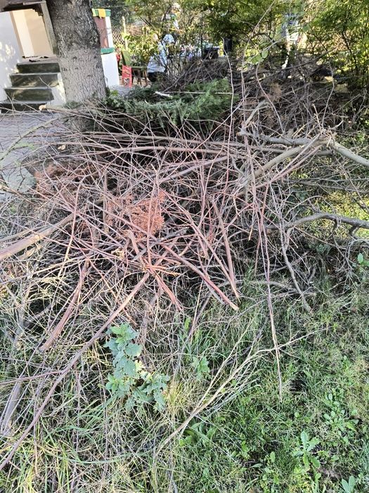 Oddam za darmo chrust