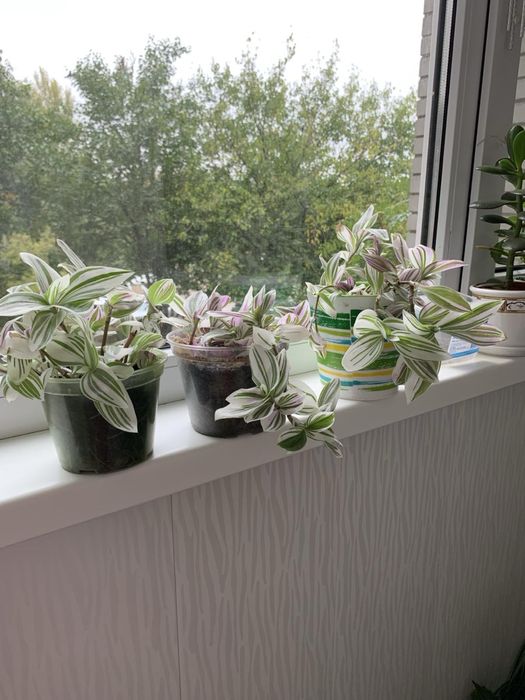 Бегония, фиалка, сансевиерия, хлорофитум, фикус и др.