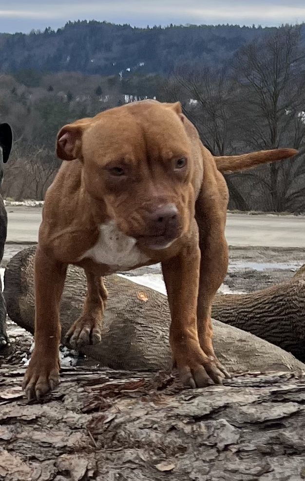 American pit bull terrier apbt pit bull