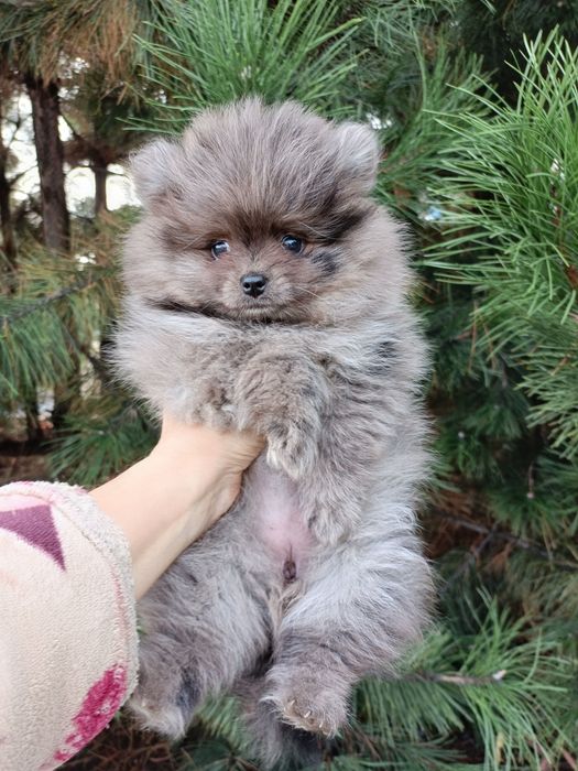 Ексклюзивне цуценя з плюшевою шубкою