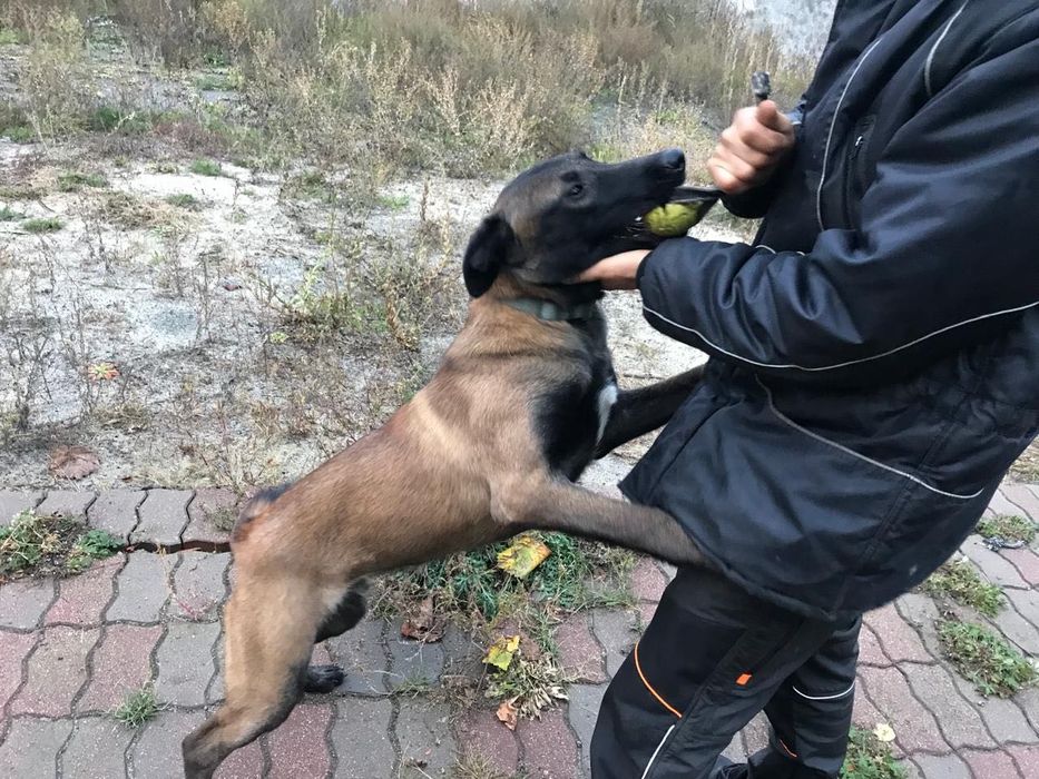 Бельгійська вівчарка