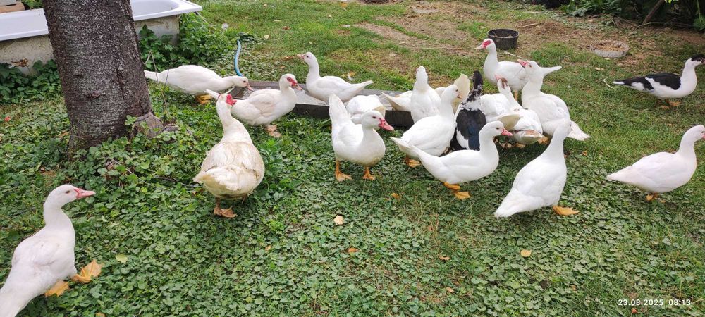 Sprzedam kaczki francuskie