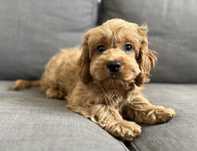 Słodka suczka American cockapoo - cocker & pudel do odbioru