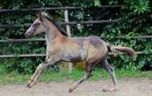 Klaczka 3/4 american quarter horse paint horse