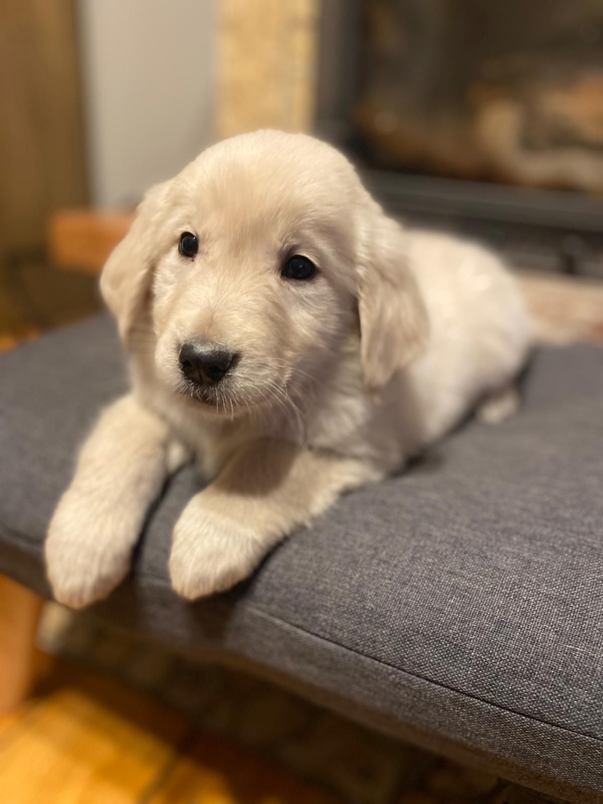 Golden Retriever szczeniak