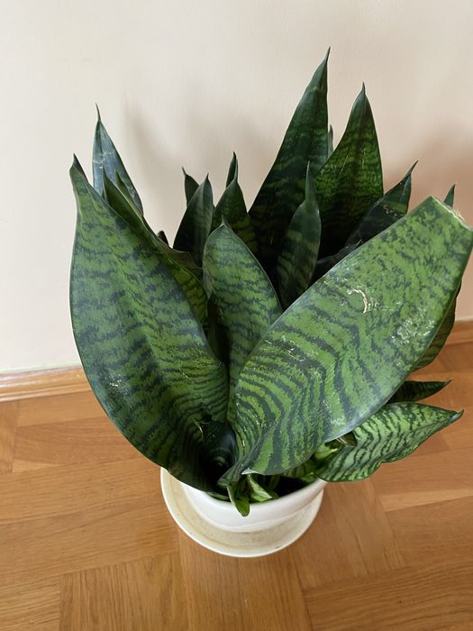 Sansevieria Sanseveria Sanseweria kwiat 35 cm
