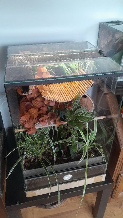 Terrarium 40x40x60 okazja gekon orzęsiony pełne wyposażenie