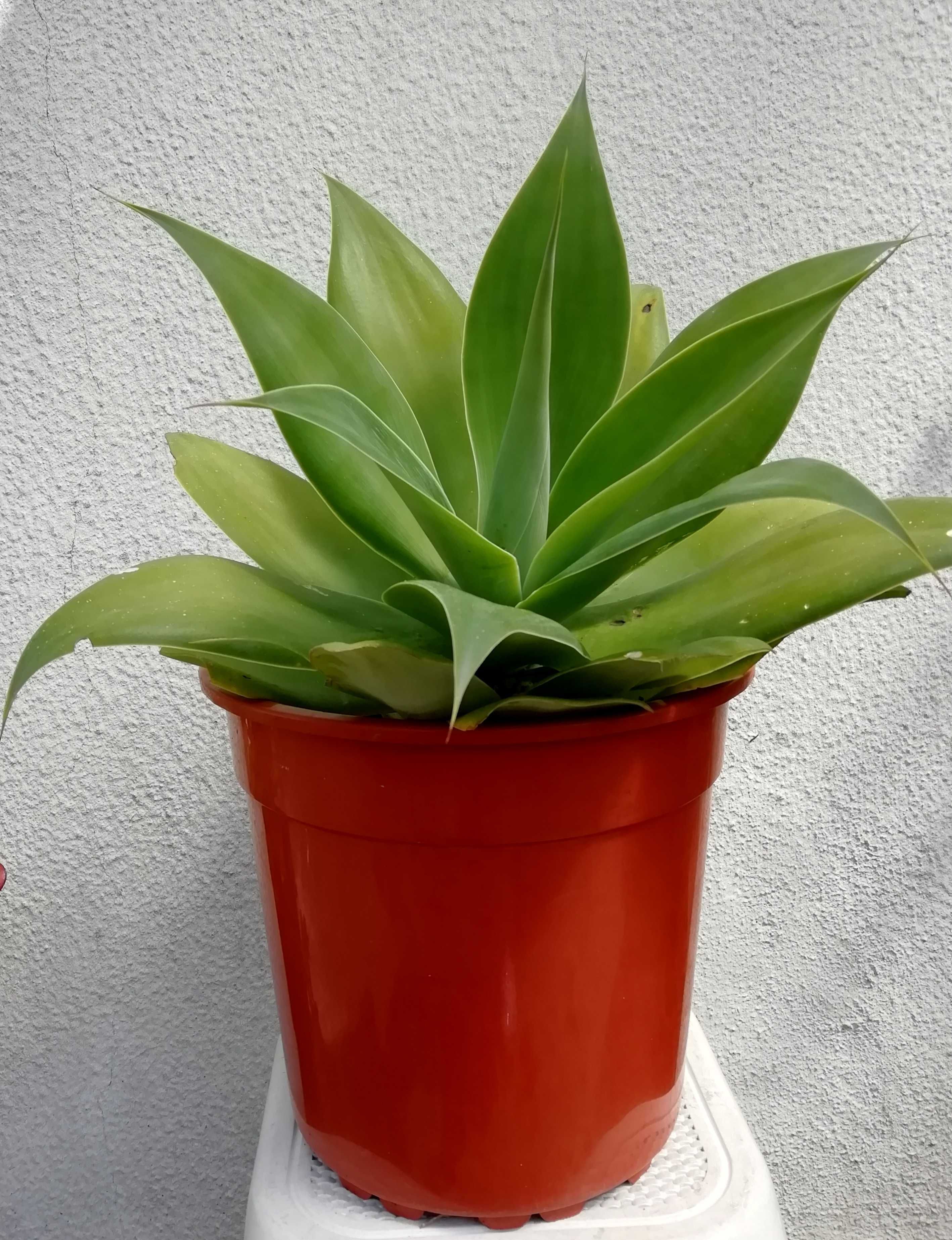 Planta suculenta Agave Attenuata em vaso - Dragão