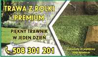 Trawa w rolce, trawa z rolki, trawa ogrodowa TRAWNIK PREMIUM