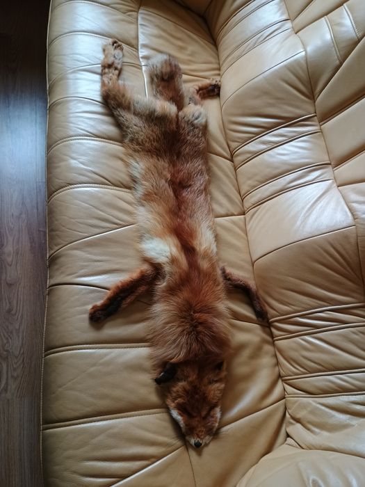 Naturalny szal/kołnierz z futra lisa rudego