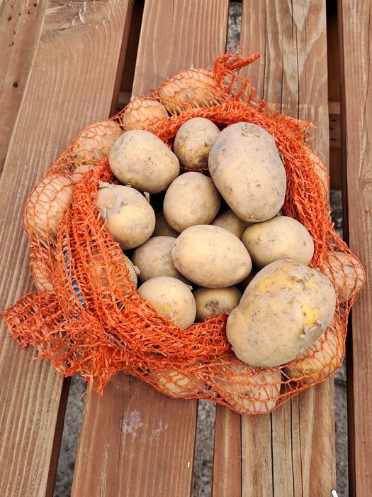 Ziemniaki GALA,  LILI , QUEEN ANNA,  RED SONIA bez nawozów sztucznych