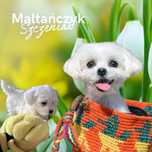 Maltańczyk Maltańczyki