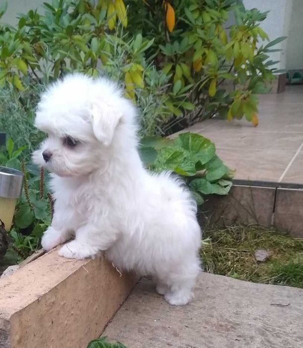 Maltańczyk mini Śliczny malutki słodziaczek po mini rodzicach