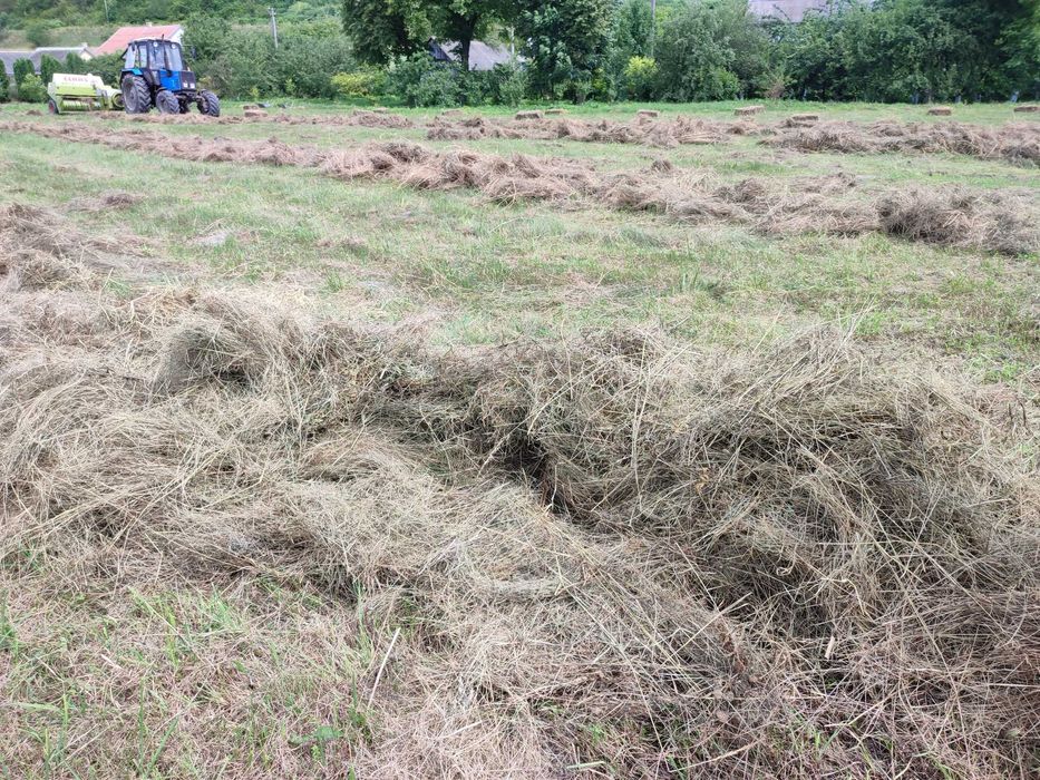 Продам сіно, тюки сіна (великі)